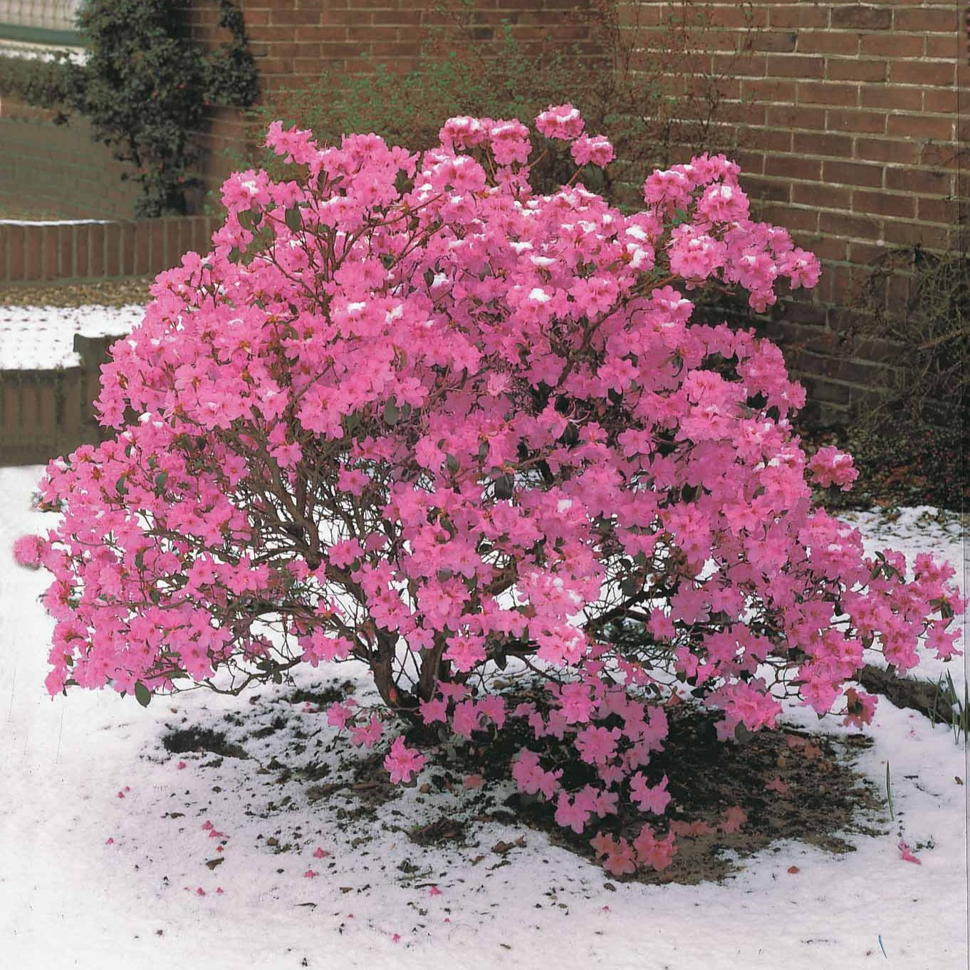 Rhododendron 'Praecox' - Rhododendron praecox - Willemse