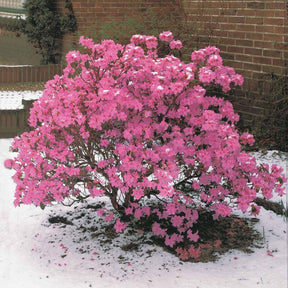 Rhododendron 'Praecox' - Rhododendron praecox - Willemse