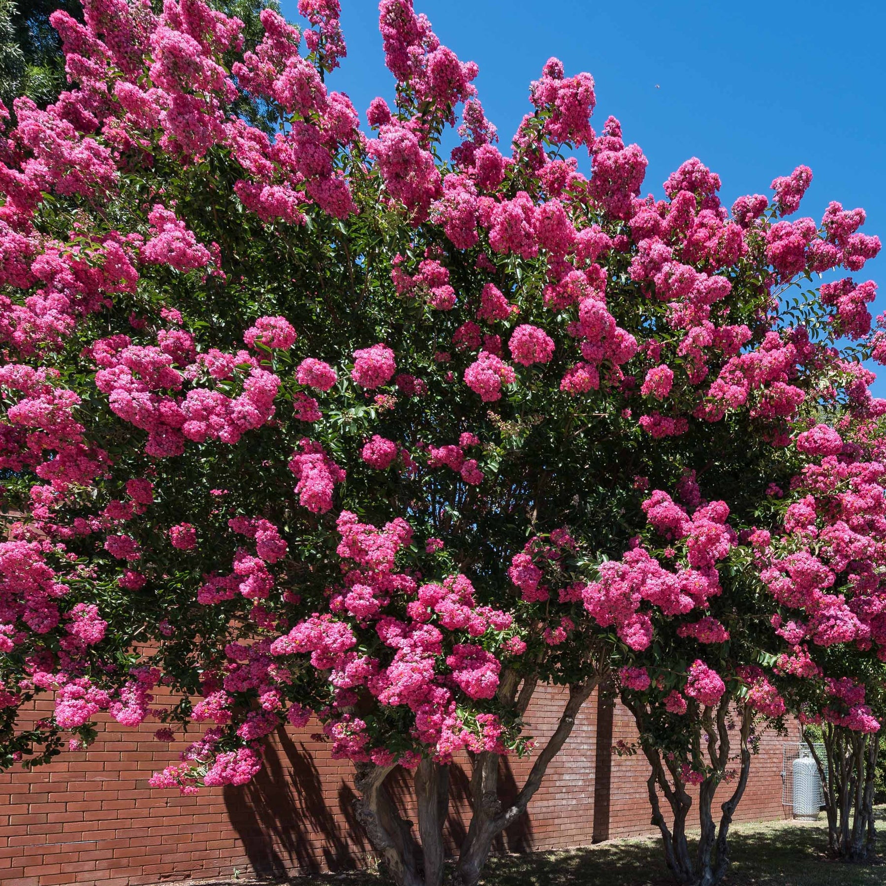 Indische sering - roze - Willemse