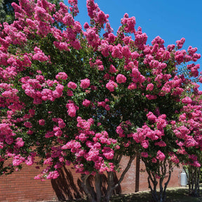 Indische sering - roze - Willemse