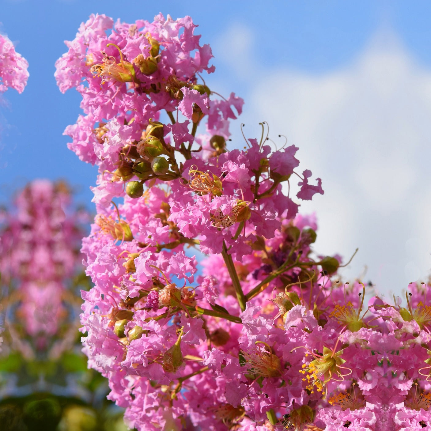 Indische sering - roze - Lagerstroemia indica Turenne - Willemse