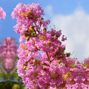 Indische sering - roze - Lagerstroemia indica Turenne - Willemse