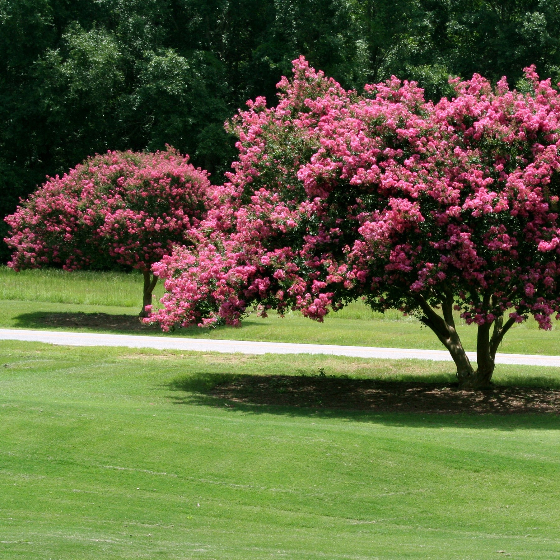 Verkoop Indische sering - roze - Lagerstroemia indica Turenne