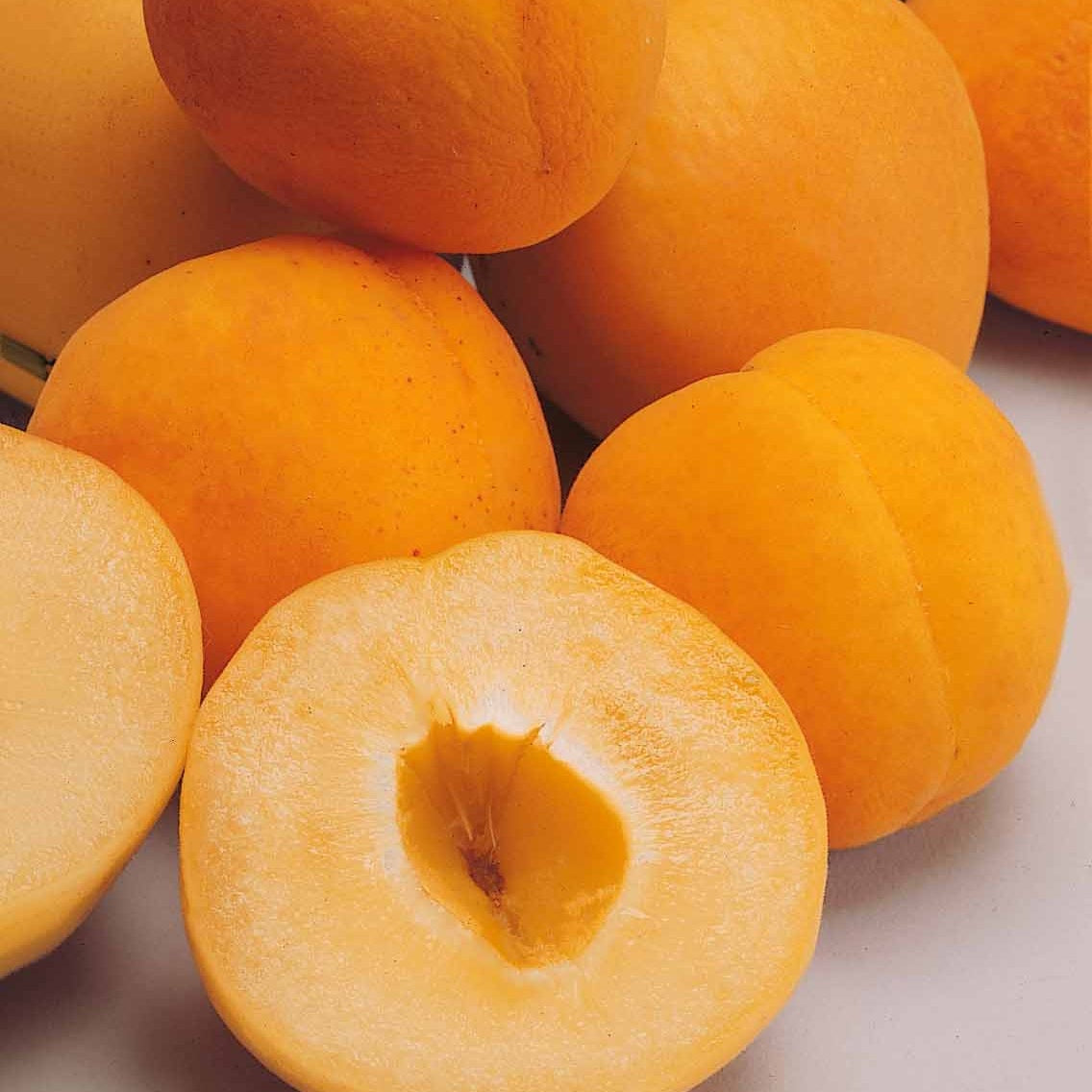 Abrikozenboom Polonais' - Prunus armeniaca Polonais - Willemse