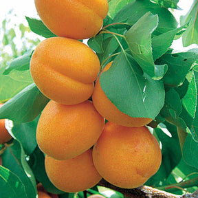 Prunus armeniaca Polonais - Abrikozenboom Polonais' - Abrikozenbomen