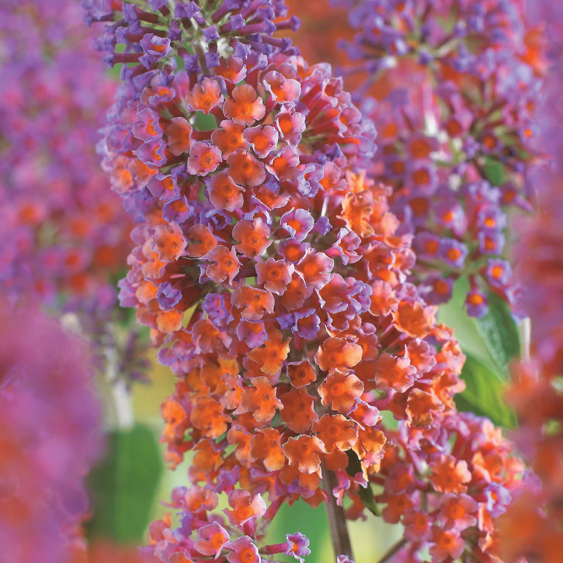 Buddleja davidii Flower Power - Vlinderstruik 'Flower Power' - Heesters
