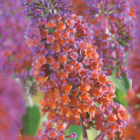 Buddleja davidii Flower Power - Vlinderstruik 'Flower Power' - Heesters