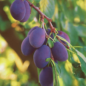 Pruimenboom 'Quetsche d'Alsace' - Pruimenbomen - Willemse