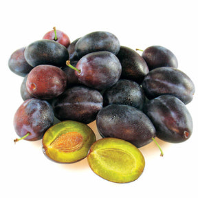 Verkoop Pruimenboom 'Quetsche d'Alsace'