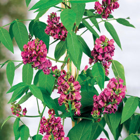 Amerikaanse grondnoot - Willemse