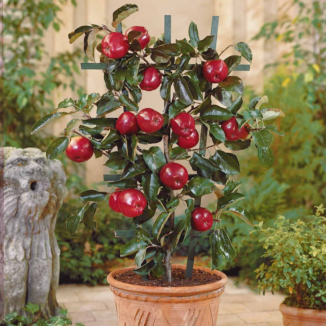 Appelboom 'Braeburn' - Malus domestica Braeburn - Willemse