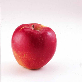 Malus domestica Braeburn - Appelboom 'Braeburn' - Appelbomen