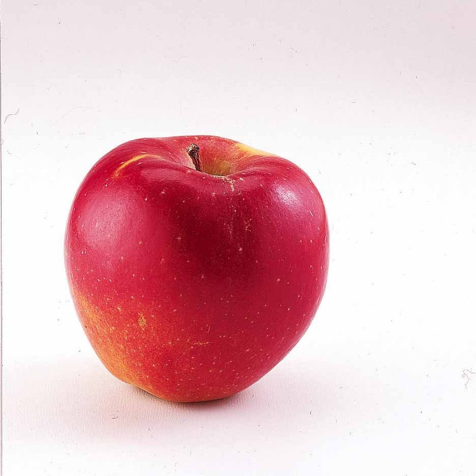 Malus domestica Braeburn - Appelboom 'Braeburn' - Appelbomen