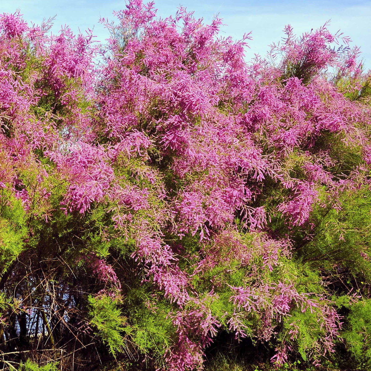 Tamarisk - Tamarix tetrandra - Willemse