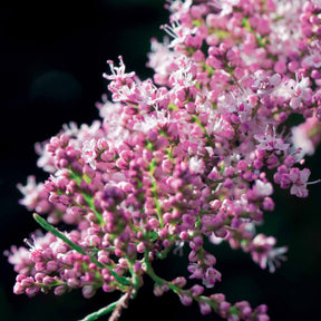 Tamarix tetrandra - Tamarisk - Bloeiende heesters