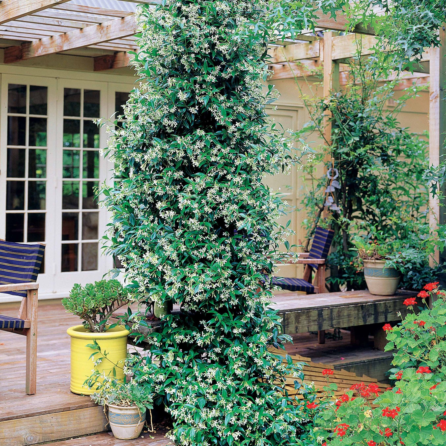 Verkoop Toscaanse jasmijn - Trachelospermum jasminoides