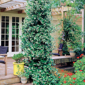 Verkoop Toscaanse jasmijn - Trachelospermum jasminoides