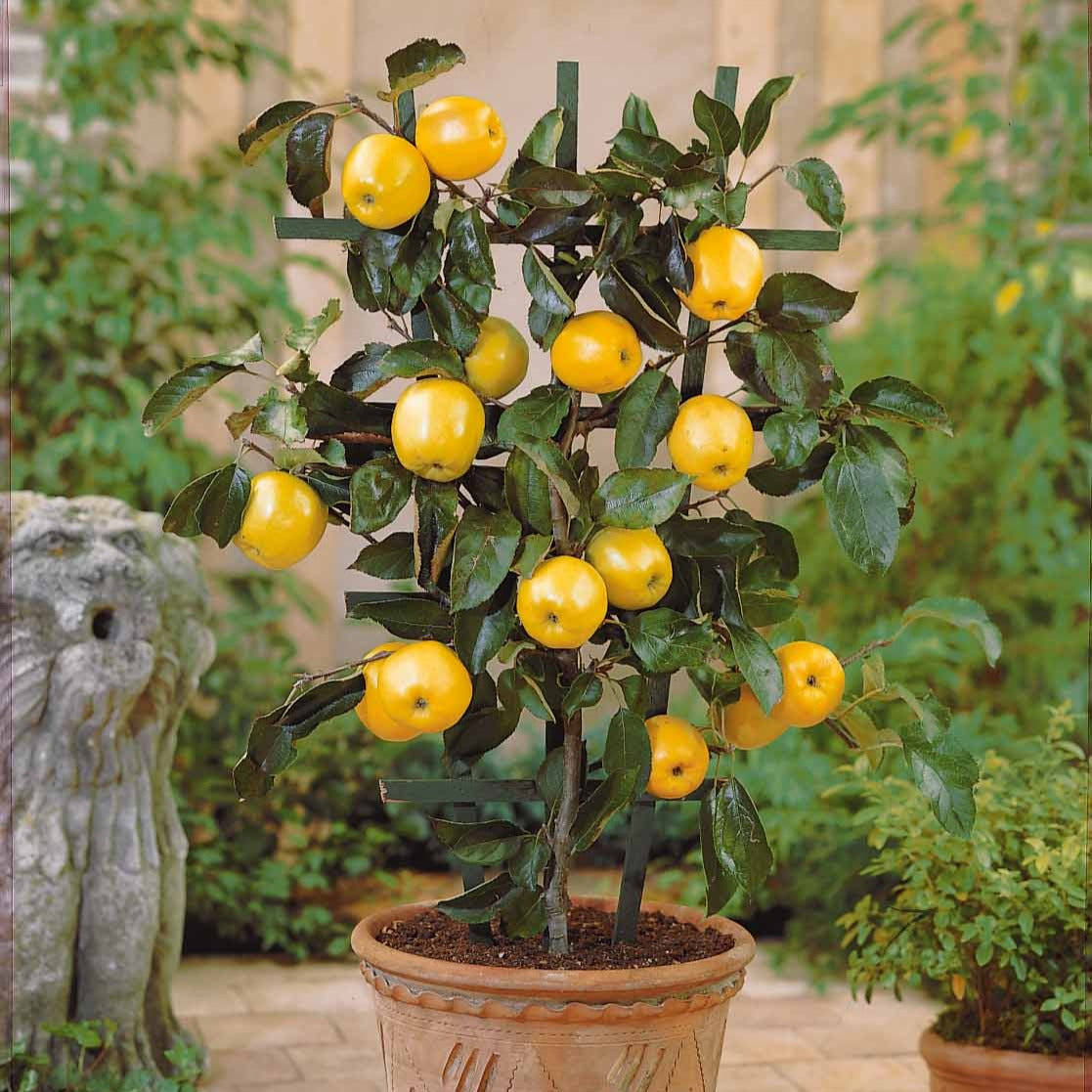 Mini Appelboom 'Golden Delicious' - Willemse