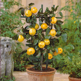 Mini Appelboom 'Golden Delicious' - Willemse