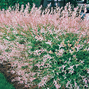 Bonte wilg 'Hakuro Nishiki' - Salix integra hakuro nishiki - Willemse