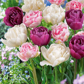 Pioentulpen gemengd - Tulipa 'Angelique', 'Exotic Emperor', 'Negrita Double' - Willemse