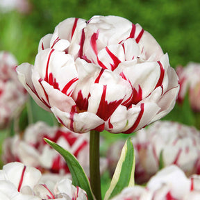 Tulipa 'Angelique', 'Exotic Emperor', 'Negrita Double' - Pioentulpen gemengd - Tulpen