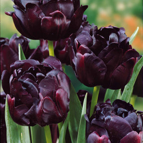 Tulpen - Pioentulpen gemengd - Tulipa 'Angelique', 'Exotic Emperor', 'Negrita Double'