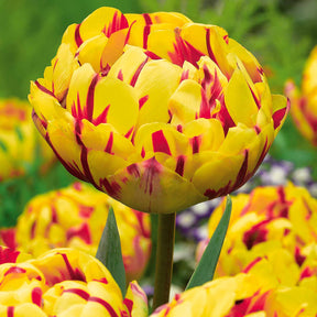 Verkoop Pioentulpen gemengd - Tulipa 'Angelique', 'Exotic Emperor', 'Negrita Double'
