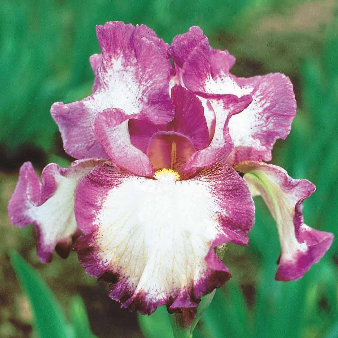 Baardiris 'Autumn Encore' (x3) - Iris germanica Autumn Encore - Willemse