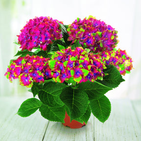 Boerenhortensia 'Saxon'® - Hydrangea macrophylla Saxon ® - Willemse