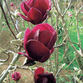 Magnolia 'Genie' - Willemse