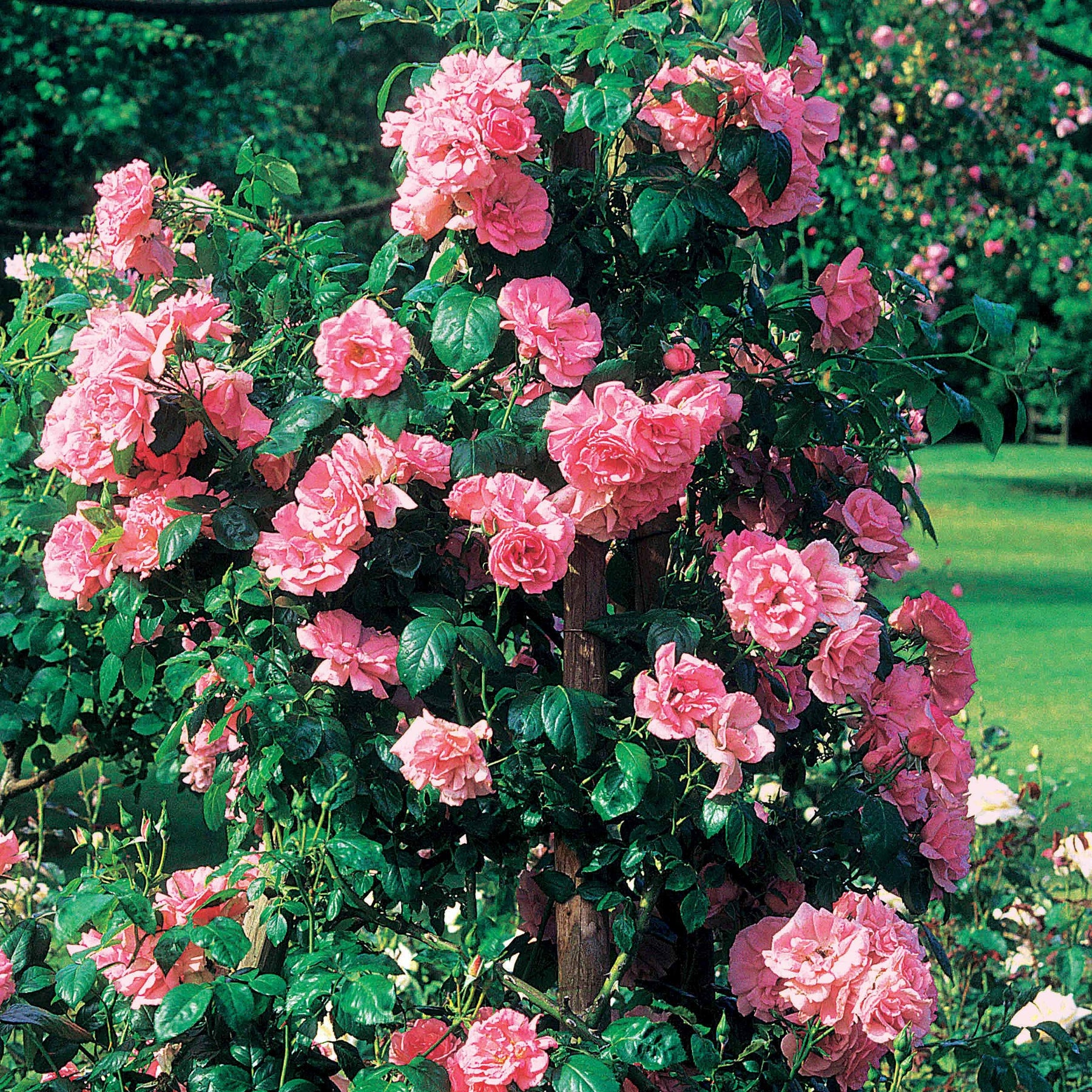 Rosa jasmina korcentex - Klimroos 'Jasmina Korcentex' - Klimrozen