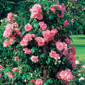Rosa jasmina korcentex - Klimroos 'Jasmina Korcentex' - Klimrozen