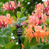 Kamperfoelie 'American Beauty' - Lonicera heckrottii American Beauty - Willemse