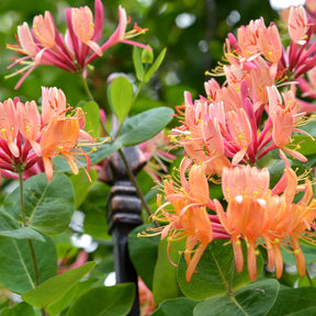 Kamperfoelie 'American Beauty' - Lonicera heckrottii American Beauty - Willemse