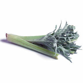 Cynara cardunculus vert vaulx velin - Artisjok 'Vert Vaulx Velin' - Moestuinzaden