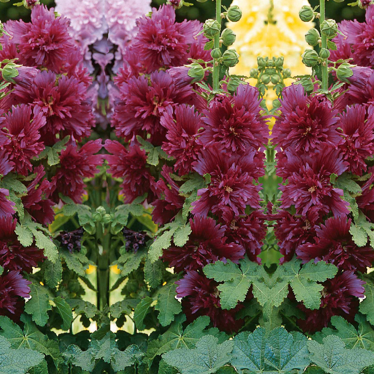 Stokroos - paars - Alcea rosea annua spring celebrities purple - Willemse