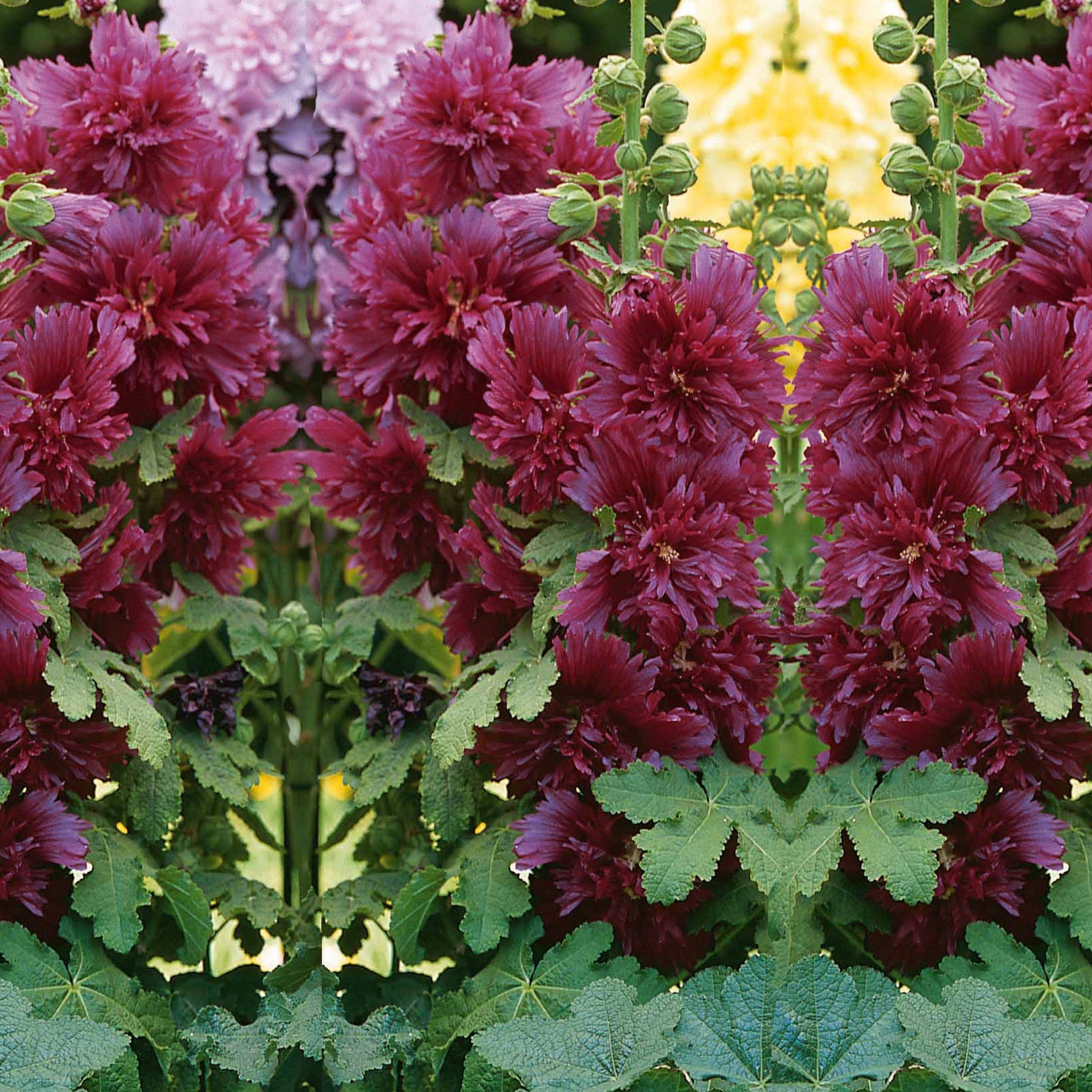 Stokroos - paars - Alcea rosea annua spring celebrities purple - Willemse