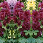 Stokroos - paars - Alcea rosea annua spring celebrities purple - Willemse