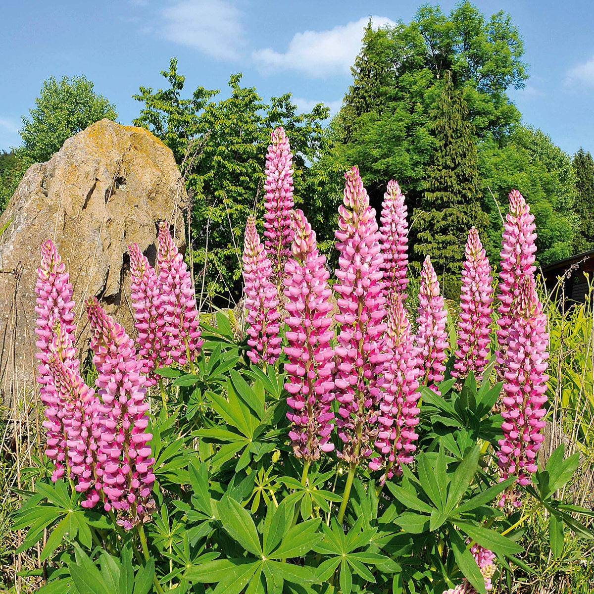 Lupine (x3) - Willemse