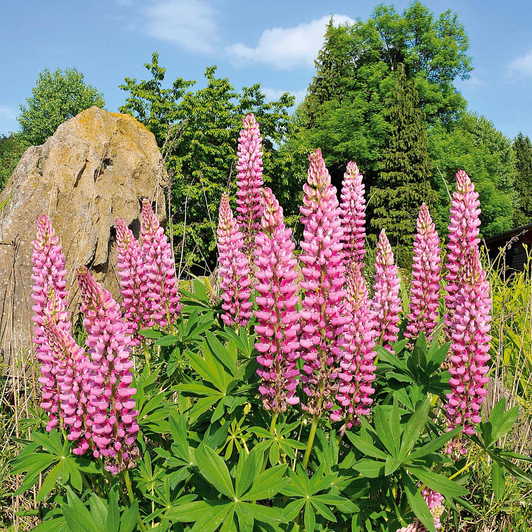 Lupine (x3) - Willemse