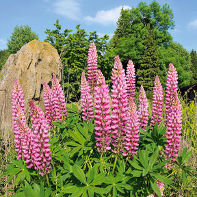 Lupine (x3) - Willemse
