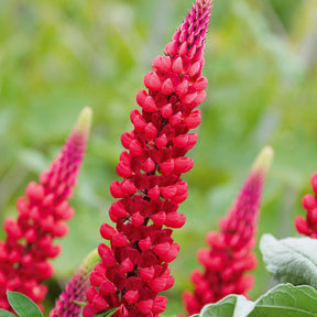 Lupine 'Russell Red' (x3) - Willemse