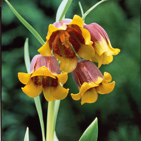 Fritillaria Uva Vulpis (x10) - Willemse