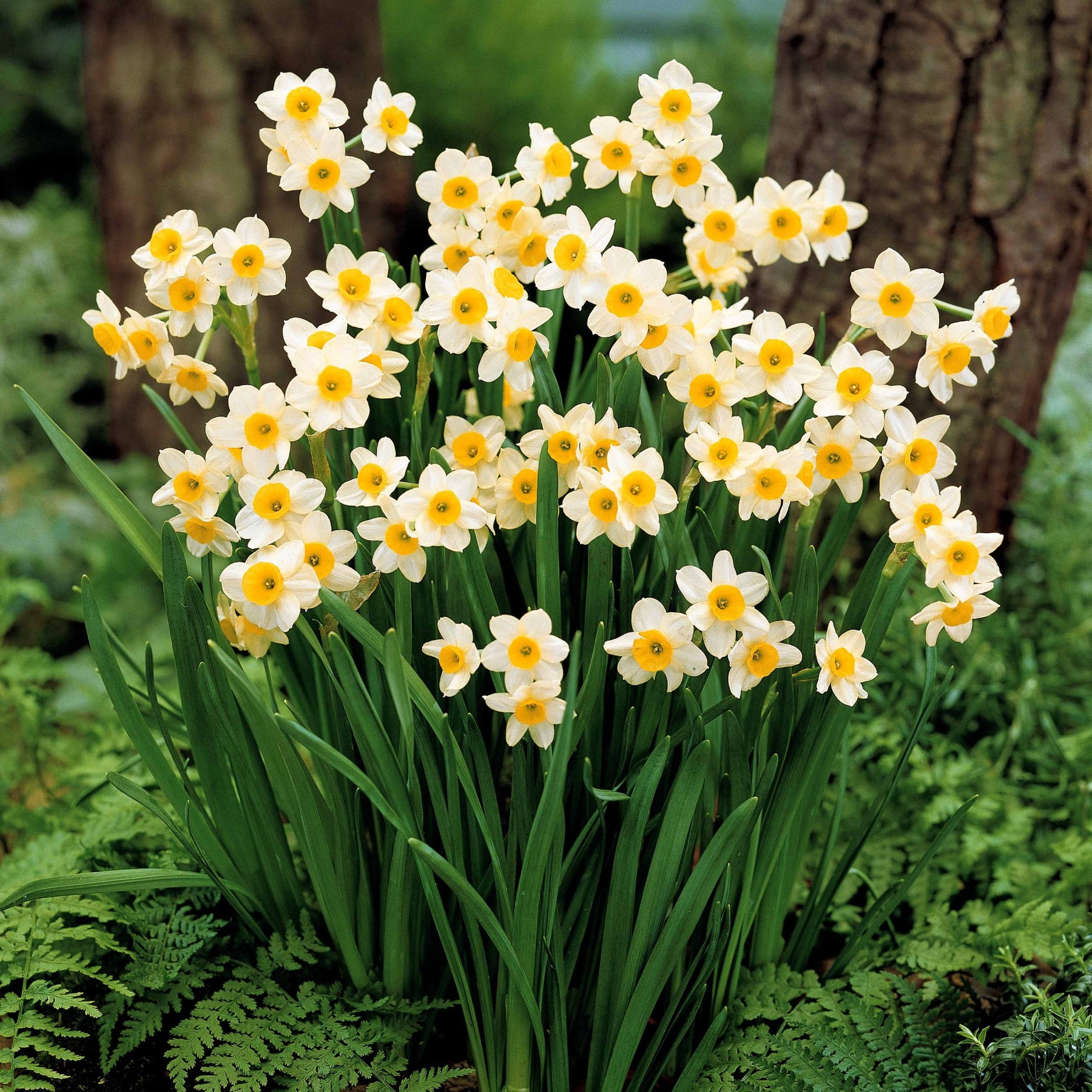 Narcissen - Narcis Minnow (x10) - Narcissus tazetta Minnow