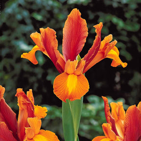 Iris 'Bronze Perfection' (x10) - Willemse