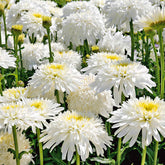 Dubbele margriet 'Fiona Goghill' (x3) - Willemse
