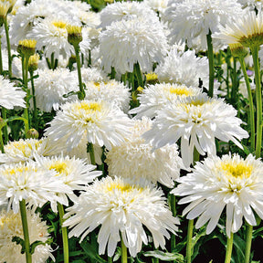 Dubbele margriet 'Fiona Goghill' (x3) - Willemse