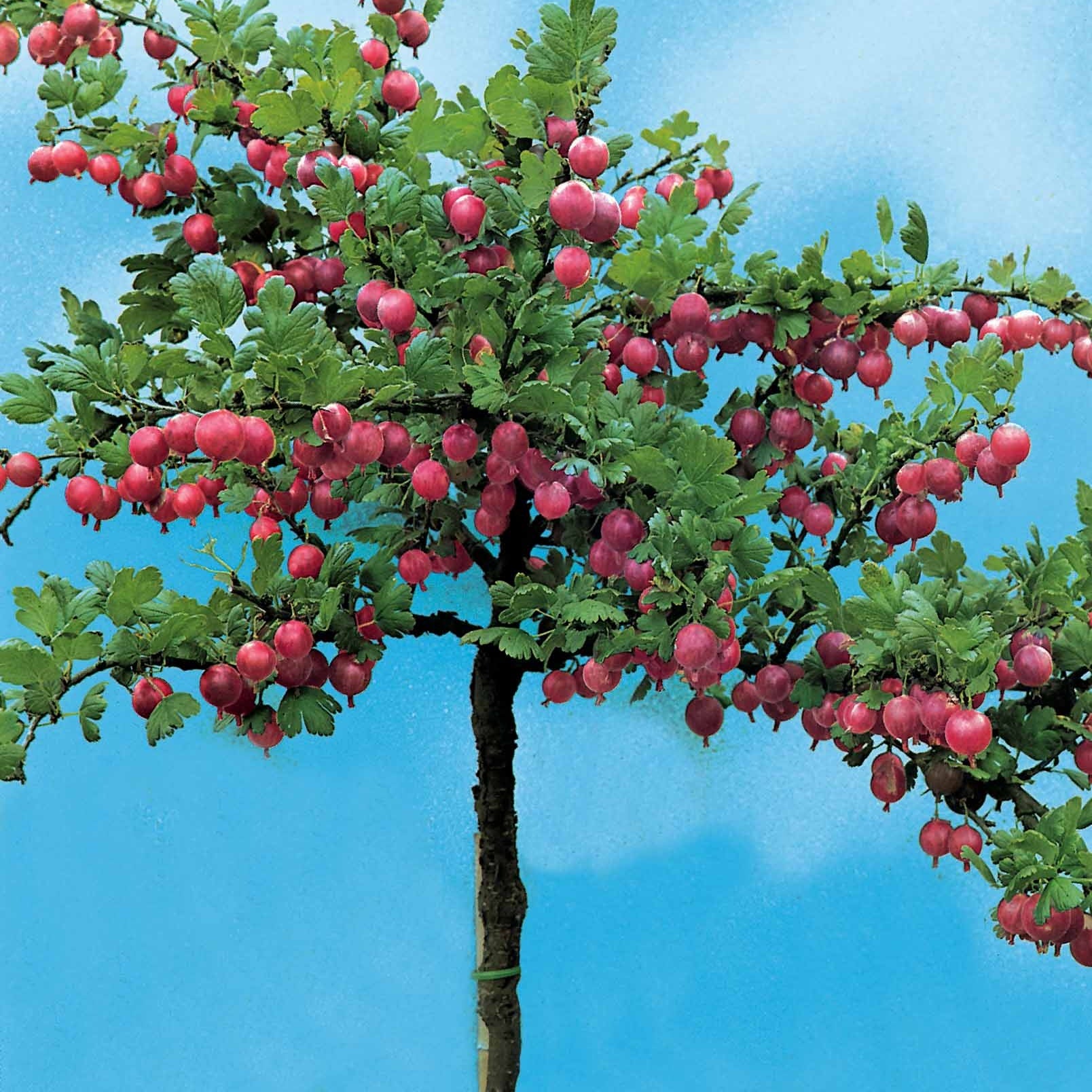 Ribes uva-crispa Hinnonmäki Röd - Rode kruisbes op stam - Rode bes