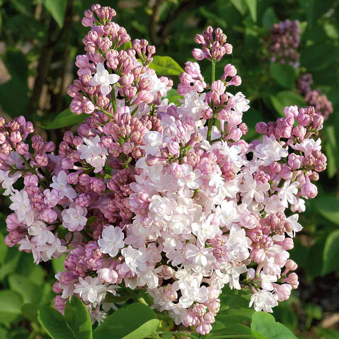 Syringa vulgaris Beauty of Moscow - Dubbelbloemige sering 'Beauty of Moscow' - Sering